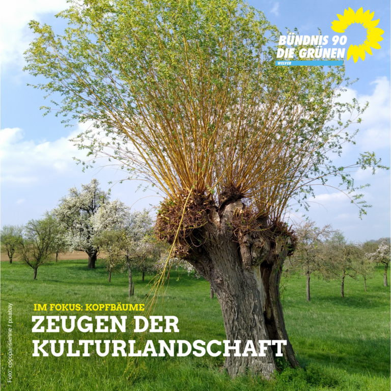 Kopfbäume – Zeugen der Kulturlandschaft